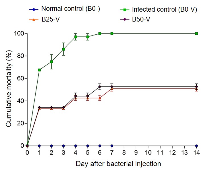 Bioflocs substituted fishmeal feed stimulates immune response and protects shrimp from Vibrio parahaemolyticus infection