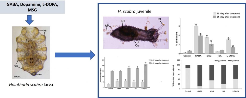 Neurotransmitters induce larval settlement and juvenile growth of the sea cucumber, Holothuria scabra