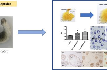 Characterization of TRH/GnRH-like peptides in the sea cucumber, Holothuria scabra, and their effects on oocyte maturation