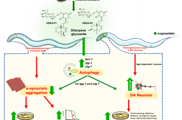 Diterpene glycosides from Holothuria scabra exert the α-synuclein degradation and neuroprotection against α-synuclein-Mediated neurodegeneration in C. elegans model