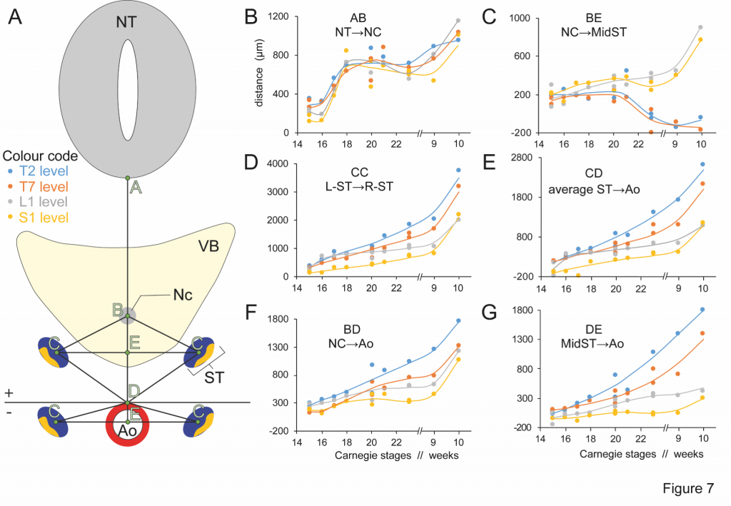 Development of the sympathetic trunks in human embryos