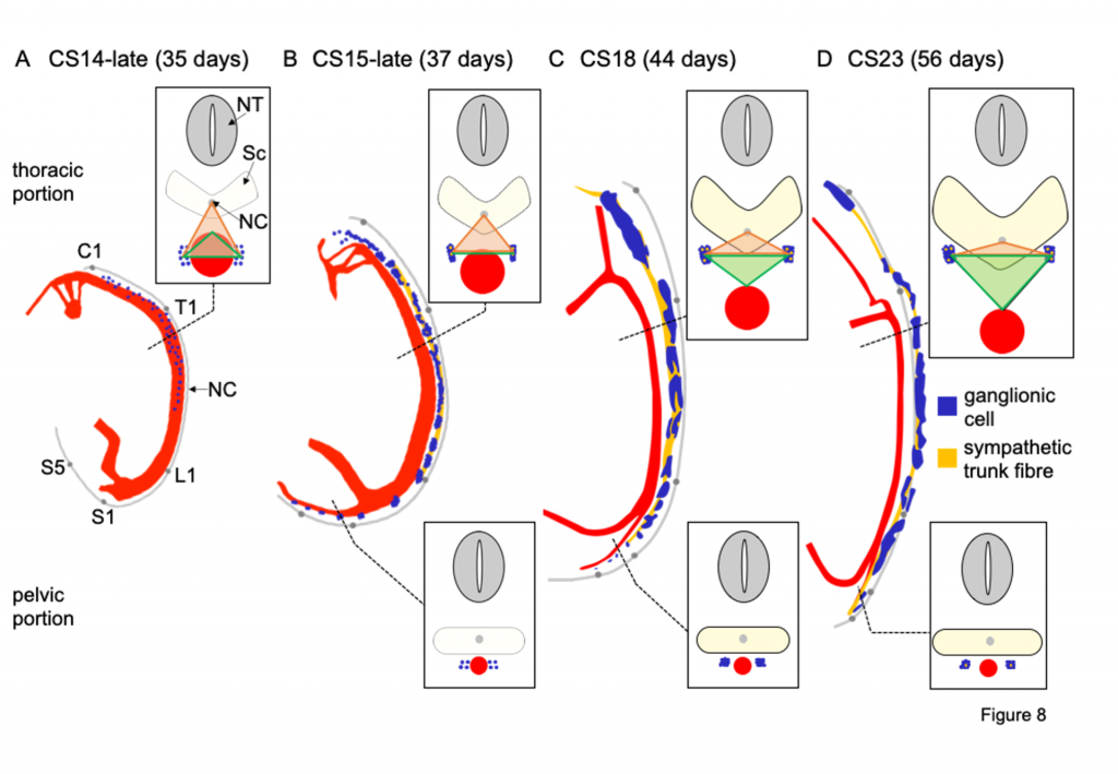 Development of the sympathetic trunks in human embryos