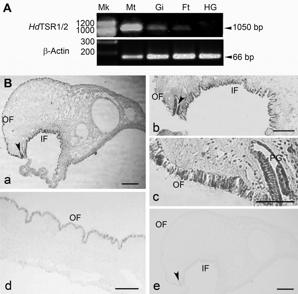 Characterization of Thrombospondin Type 1 Repeat in Haliotis Diversicolor and its Possible Role in Osteoinduction