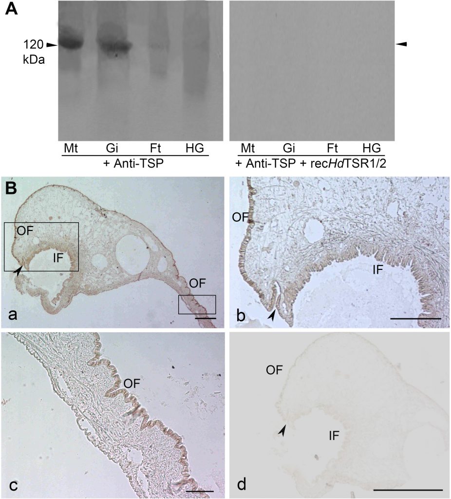 Characterization of Thrombospondin Type 1 Repeat in Haliotis Diversicolor and its Possible Role in Osteoinduction
