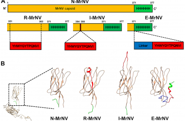 Chimeric virus-like particles (VLPs) designed from shrimp nodavirus (MrNV) capsid protein specifically target EGFR-positive human colorectal cancer cells