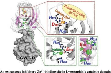 Molecular Insights into Zn 2+ Inhibition of the Antibacterial Endopeptidase Lysostaphin from Staphylococcus simulans