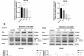 Betulinic Acid Modulates the Expression of HSPA and Activates Apoptosis in Two Cell Lines of Human Colorectal Cancer