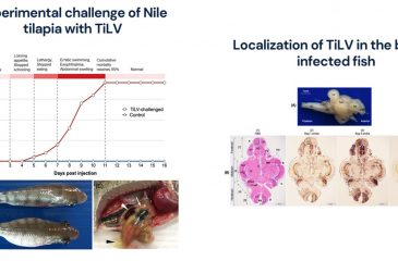 Dissecting the localization of Tilapia tilapinevirus in the brain of the experimentally infected Nile tilapia, Oreochromis niloticus (L.)