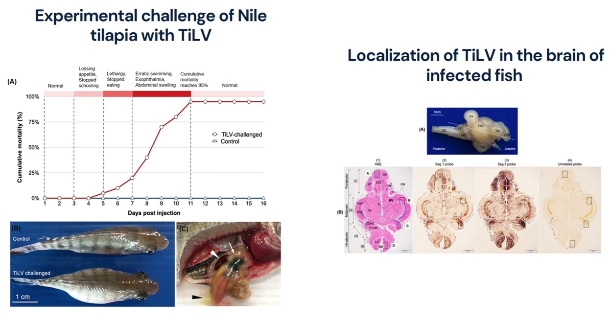 Dissecting the localization of Tilapia tilapinevirus in the brain of