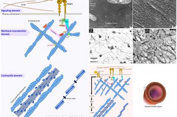 Functional Remodeling of the Contractile Smooth Muscle Cell Cortex, a Provocative Concept, Supported by Direct Visualization of Cortical Remodeling