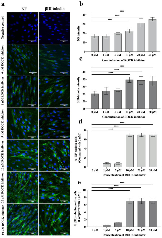 Rho kinase inhibitor induced human dental pulp stem cells to differentiate into neurons