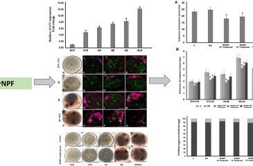 Differential expression of neuropeptide F during embryogenesis, and its promoting effect on embryonic development of the freshwater prawn, Macrobrachium rosenbergii