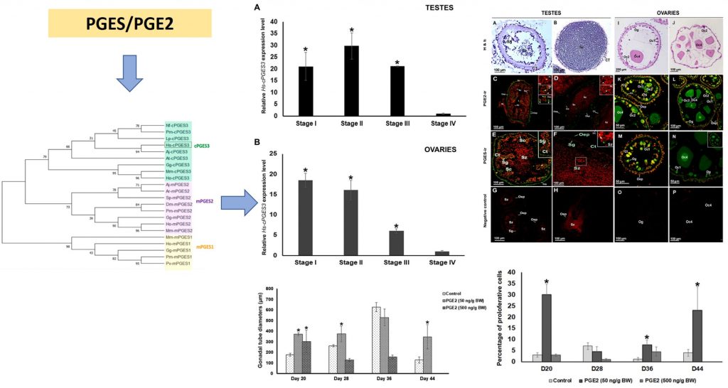 The effects of prostaglandin E2 on gonadal development and germ cell proliferation, and its presence during the gonadal cycle in the sea cucumber, Holothuria scabra