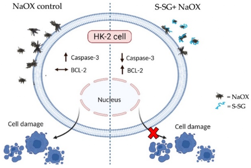 Increased Sulfation in Gracilaria fisheri Sulfated Galactans Enhances Antioxidant and Antiurolithiatic Activities and Protects HK-2 Cell Death Induced by Sodium Oxalate