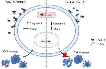 Increased Sulfation in Gracilaria fisheri Sulfated Galactans Enhances Antioxidant and Antiurolithiatic Activities and Protects HK-2 Cell Death Induced by Sodium Oxalate