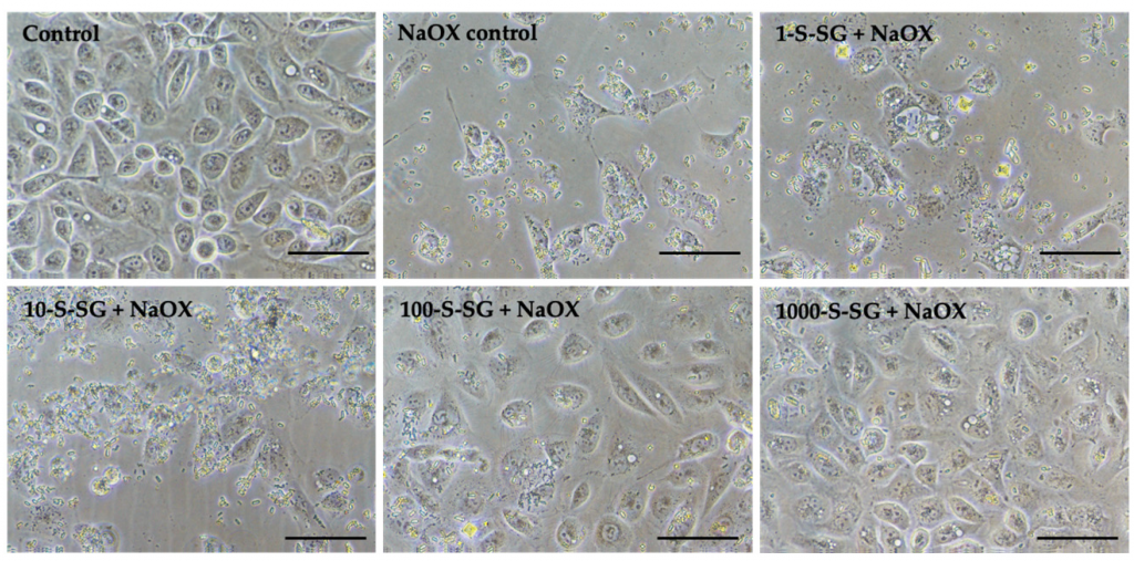 Fig. 2. The effects of G. fisheri N-SG and its derivatives on (a) nucleation inhibition and (b) aggregation inhibition of calcium oxalate crystal formation. * indicates values significantly different from control.