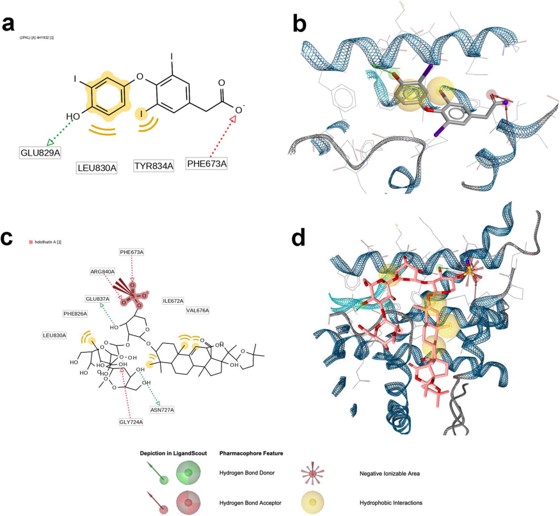 In vitro and in silico studies of holothurin A on androgen receptor in prostate cancer