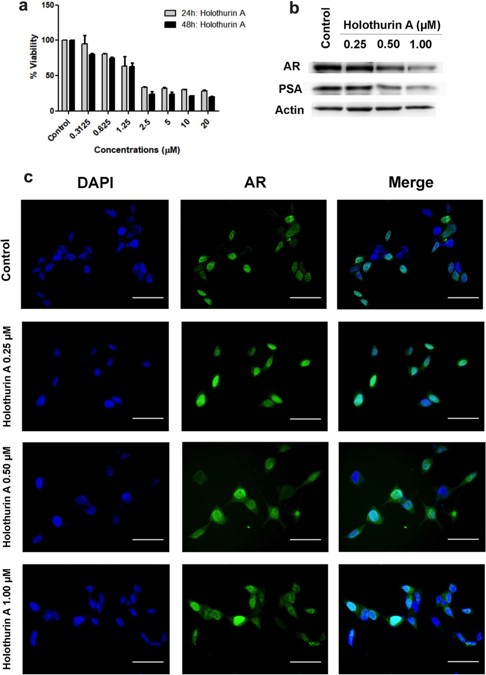 In vitro and in silico studies of holothurin A on androgen receptor in prostate cancer