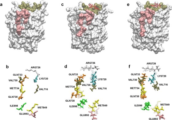 In vitro and in silico studies of holothurin A on androgen receptor in prostate cancer