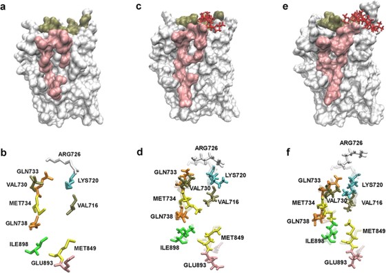 In vitro and in silico studies of holothurin A on androgen receptor in prostate cancer