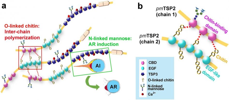 Tsp Function Shrimp thrombospondin (TSP): presence of O-β1,4 N-acetylglucosamine ...