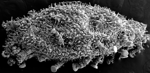 Crustacean & Sea cucumber Neuroendocrinology and Aquaculture – #Anatomy ...