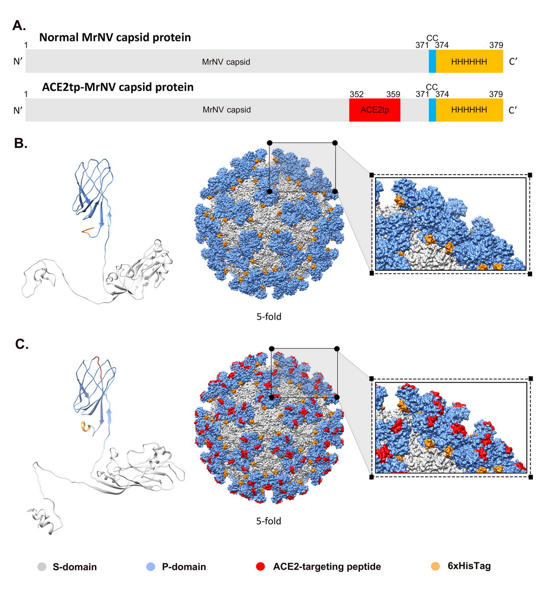 Development of chimeric MrNV virus-like particles capable of binding to ...